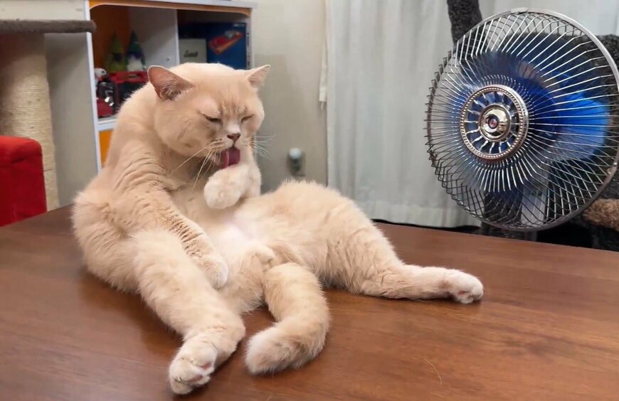 夏のお父様なような格好をする猫ちゃん