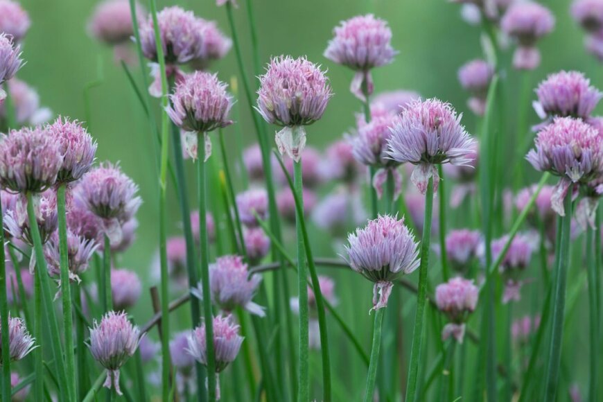 薄紫色の花を咲かせるチャイブの様子
