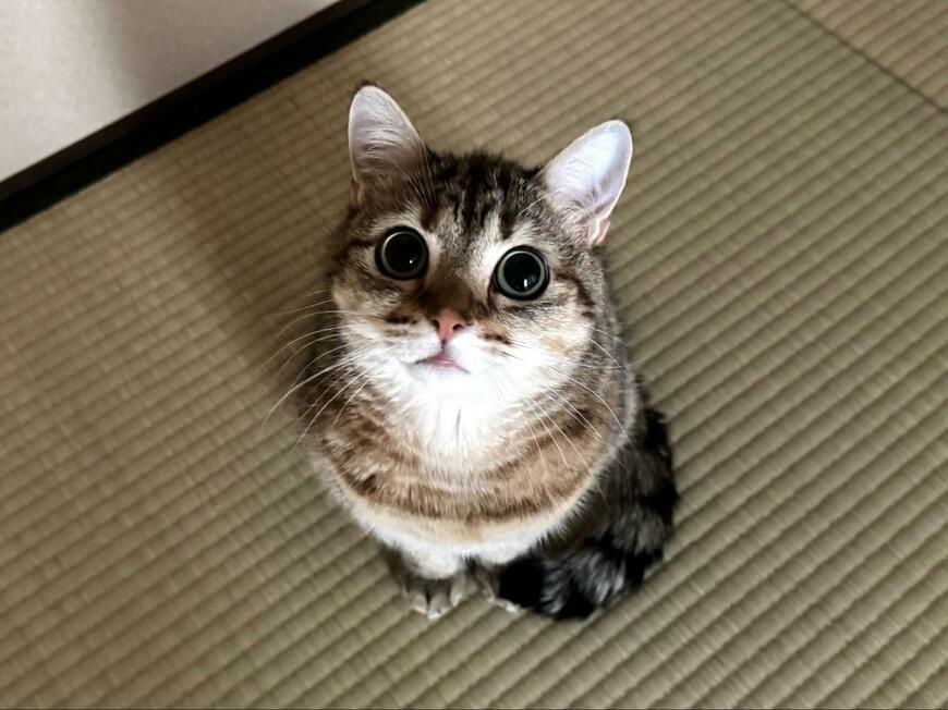 くりくりお目目の猫