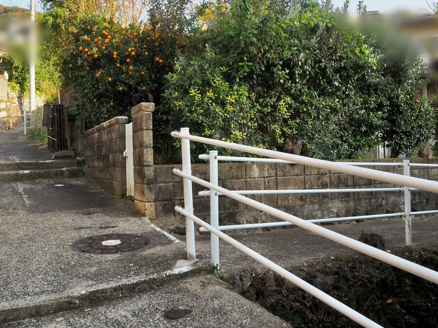 街に猫たちがいる1枚