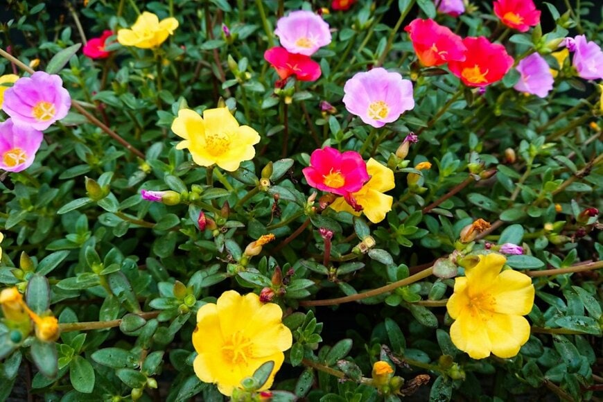 ポーチュラカの花。色は黄色とピンク