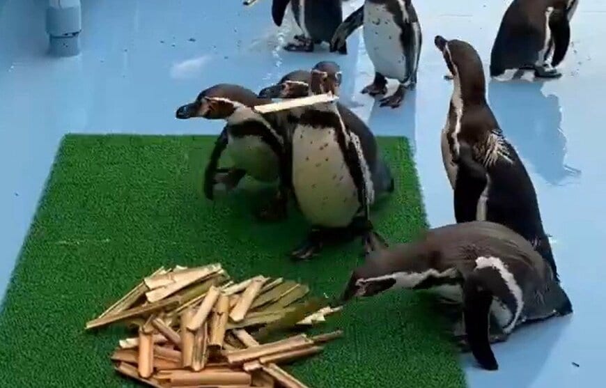 神戸市立王子動物園