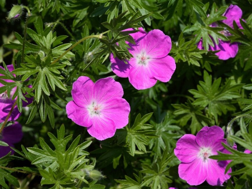 ピンクの花を咲かせている、ゲラニウム