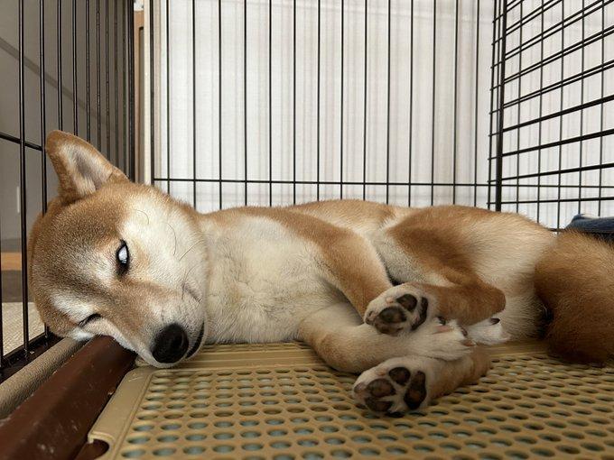 眠っている犬