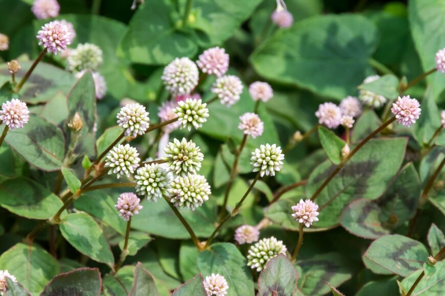 ヒメツルソバの花が咲いている。色は白みがかったピンク。形は金平糖のような丸い形。
