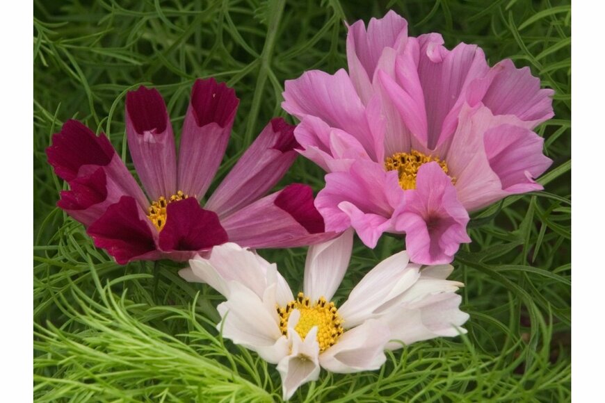 3輪のシーシェルの花々。左上が赤色、右上がピンク色、下側の中央に白色のシーシェルの花がある。