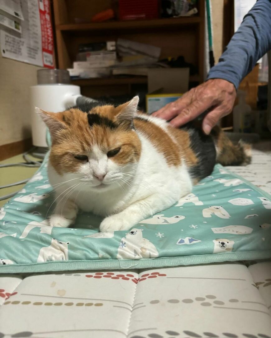 おしりトントンされる猫