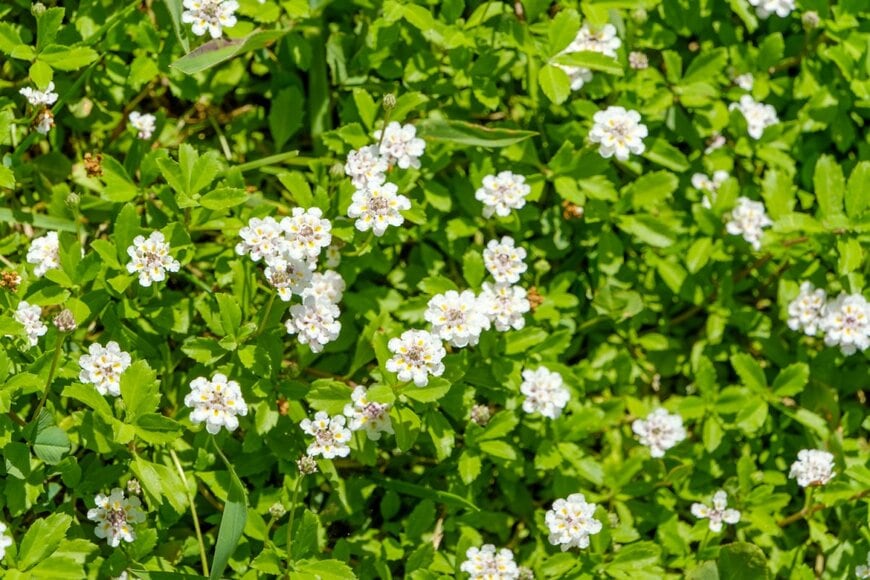 白い小花を咲かせているクラピア