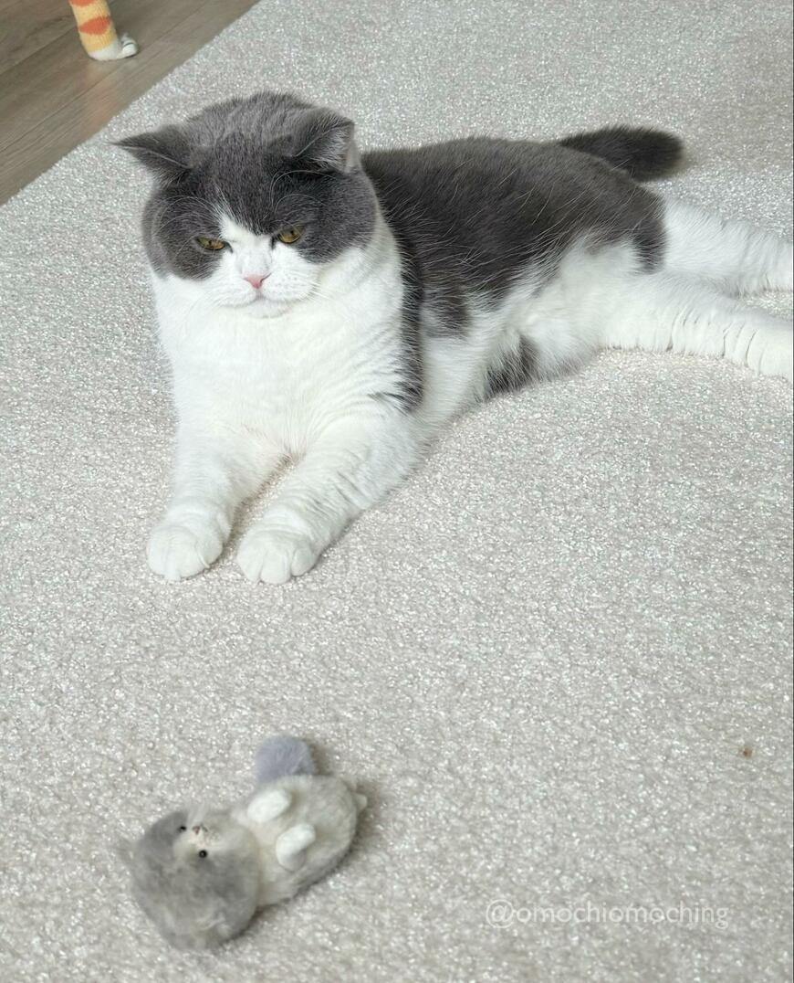 ぬいぐるみと猫