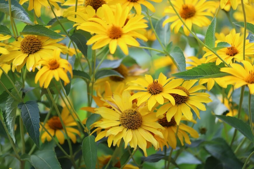 ヘリオプシスの黄色い花