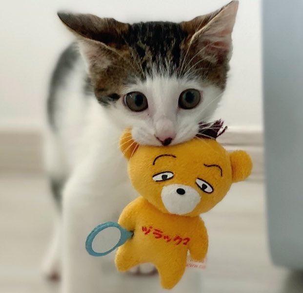 ぬいぐるみと猫