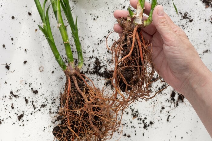 植物の根っこ