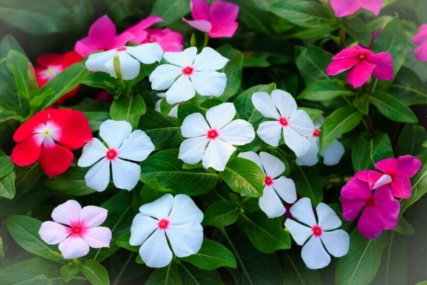 ニチニチソウの花、色は白とピンク