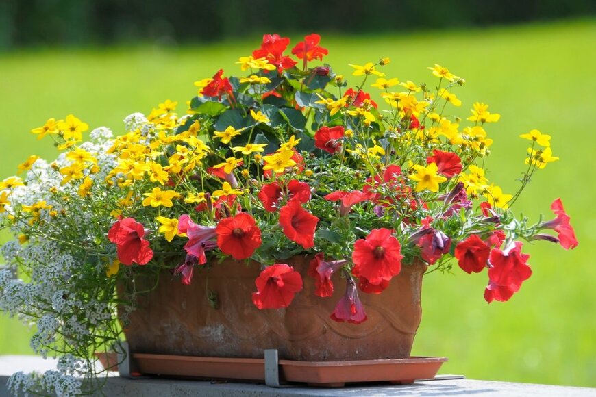 赤、白、黄色の花を使った春の寄せ植え