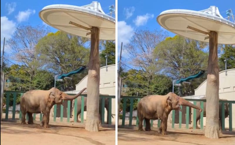 神戸市立王子動物園