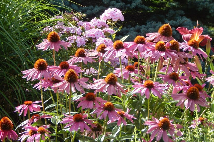 ピンクの花を咲かせている、エキナセアと宿根フロックス