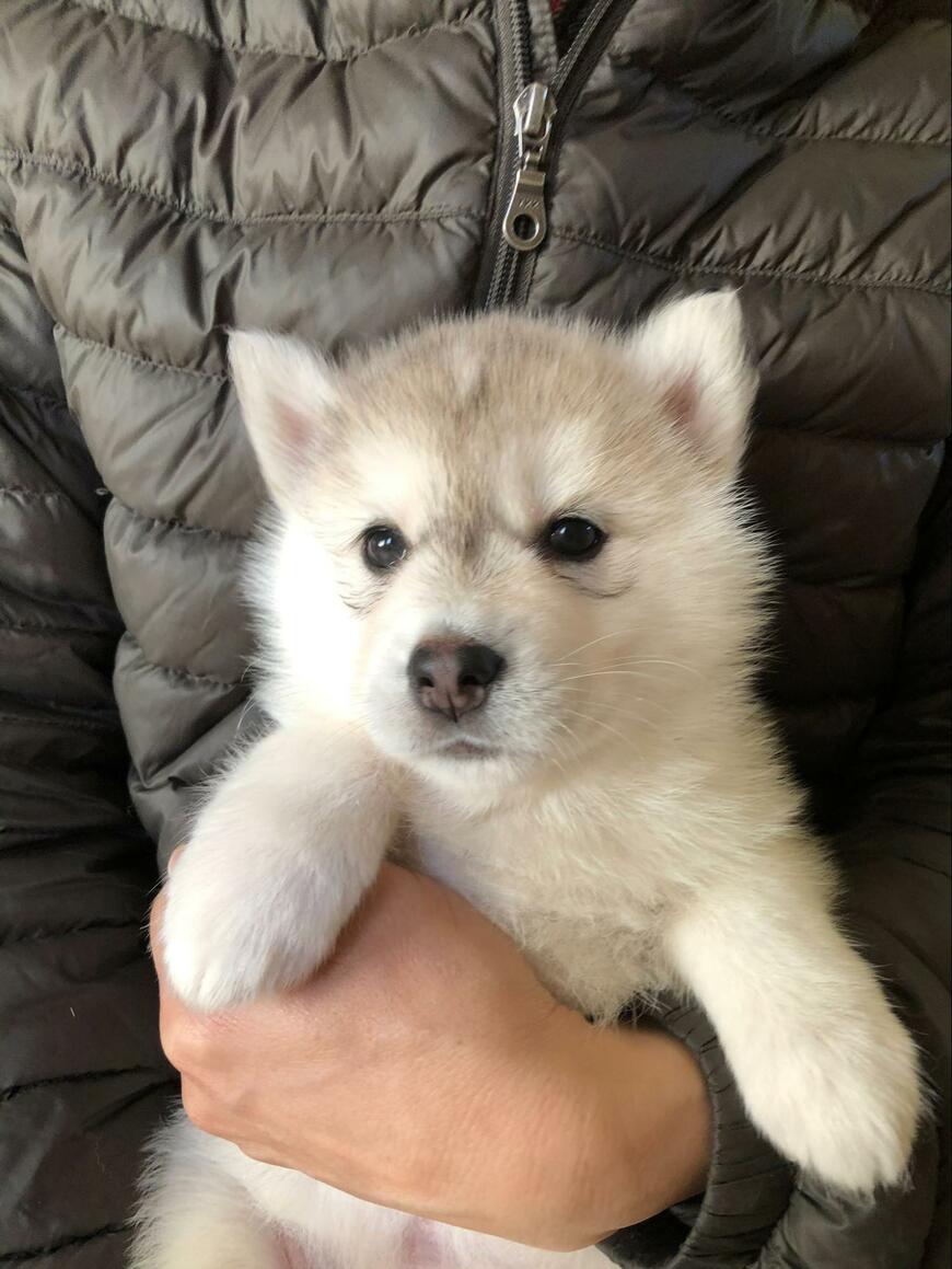 子犬
