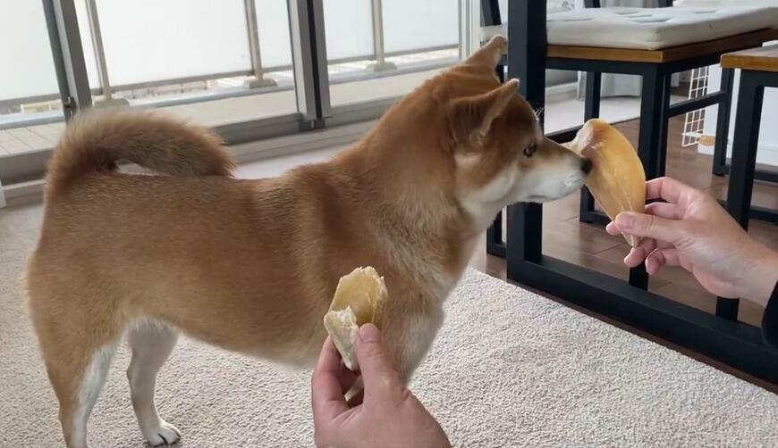 ヒヅメのにおいをかぐ犬