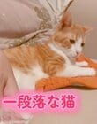 【不穏】猫を怒らせたら…じわじわと険しくなる顔が怖すぎてドキドキが止まらない！