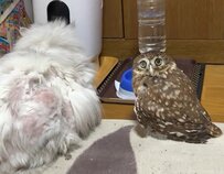 【にじり寄るフクロウ】「じりじりじり…じー」グイグイな妹と放っておいてほしい兄の攻防に思わず笑ってしまう