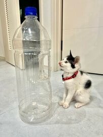 同じボトルが小さく見える！「ドリンクのボトルの半分の大きさだった猫ちゃん」が今では同じ大きさに！
