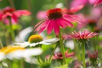 初夏ガーデンにおすすめの《ナチュラル感あふれる宿根草5選》ローメンテで美しい花を来年も楽しめる〈ほぼ植えっぱなしOK〉