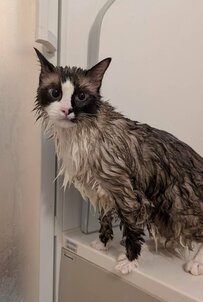 お風呂に入った長毛猫さん　普段と違い過ぎる姿に驚きの声