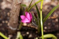 【多年草ガーデニング】ひそやかに咲く野趣あふれる花姿「繊細なたたずまいが魅力の多年草3選」