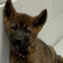 路上で「足を引きずって歩いていた仔犬」保護後、けなげに立ち上がる姿に応援の声続出「なんて可愛い子なの」「寄付しました」