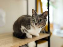 家電を動かし場所があくと、当たり前のように座る猫　元に戻した際の行動もかわいいと話題