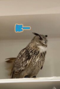 【疑問】パパさんの咳払いを聞くとなぜか「ほー」と反応するフクロウさんが話題