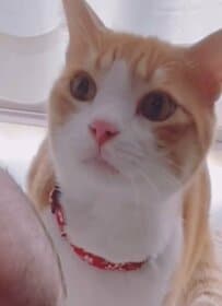 【赤ちゃんと猫】←出会ってすぐ　家族になった後→　3年間のふたりの関係の変化がエモすぎる！