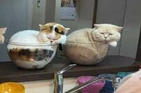 耐熱ボウルを並べたら…猫達のまさかすぎる光景に9.8万バズ