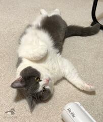 「いつのまにか耳が3つ」眠る猫のまさかの姿が面白かわいいと話題