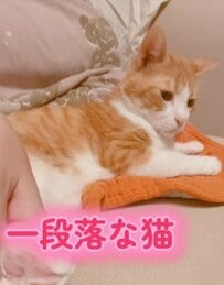 【不穏】猫を怒らせたら…じわじわと険しくなる顔が怖すぎてドキドキが止まらない！