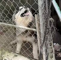 生後6ヵ月まで檻の中に閉じ込められていた犬 保護後に始めたリハビリに応援の声 
