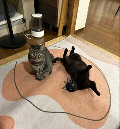 「そんなに再現する！？」仲良く並ぶ2匹の猫　1日後…再現度が高い2匹に笑ってしまう