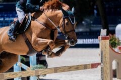 アジア大会の馬術で行われた障害物競走 馬が飛び越える障害物が「名古屋城と金のシャチホコ」名古屋らしさ全開でとてもユニーク！
