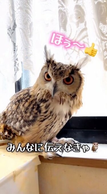 【G　ふくろうおばあちゃんの日向ぼっこ】 走るフクロウとおばあちゃん】「えっほ、えっほ」軽快なフクロウ