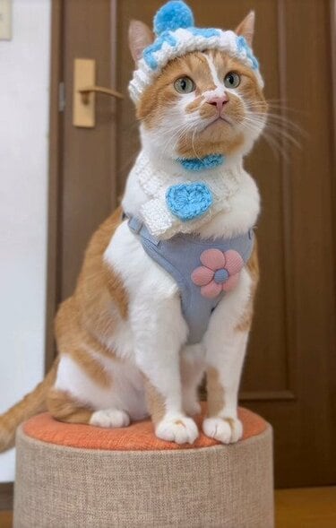 冬コーデの猫】ニット帽とマフラーでぽかぽか猫ちゃん…このままスキー