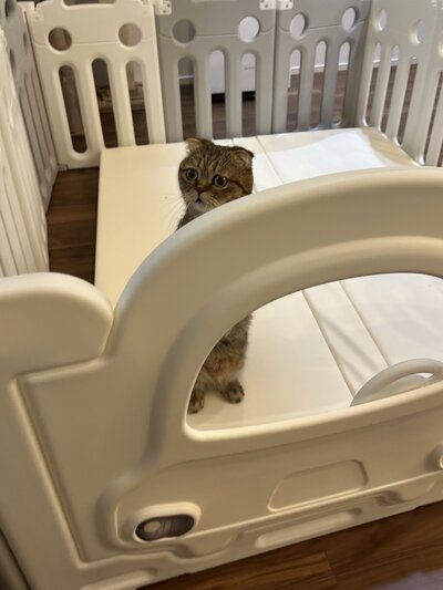 ベビーサークルの中に入った、猫のたぬ吉くん