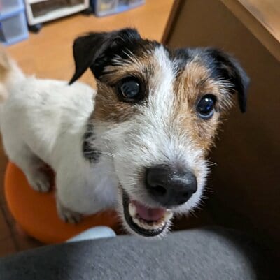 ワンちゃんの可愛い表情にほっこり癒される