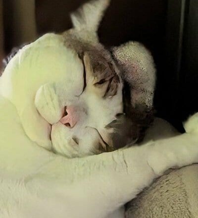 エルちゃんの寝顔をクローズアップ