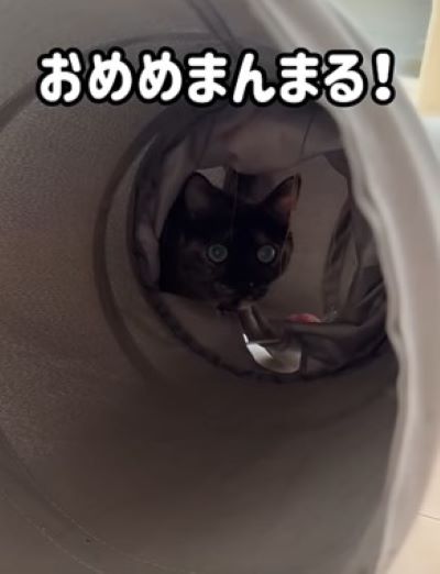 投稿動画のワンシーン