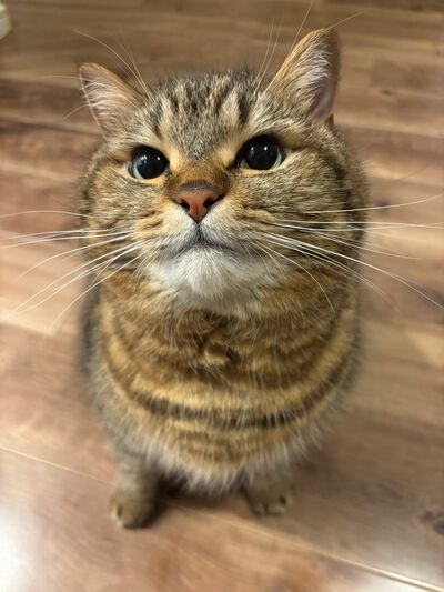 むふんっドヤ顔が可愛い