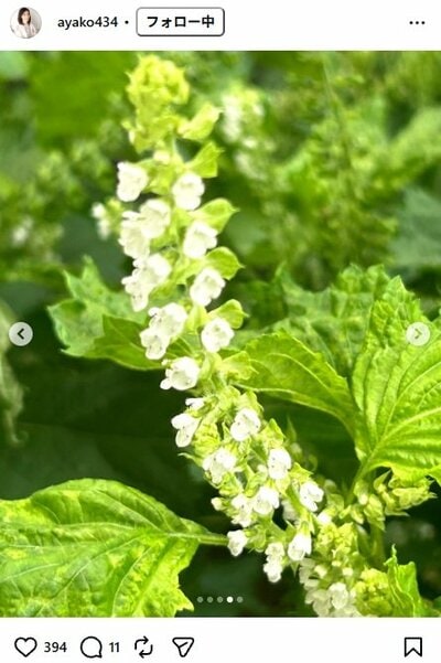 小林綾子のInstagram投稿（紫蘇の花）
