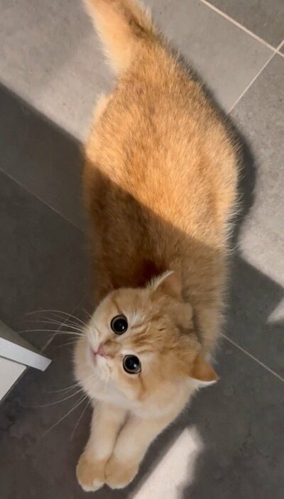 まん丸のかわいいお目目で見上げるひめちゃん