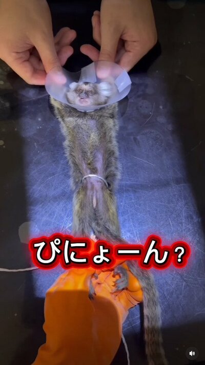 まずはレントゲン検査