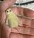 小さな「ヒメウズラの雛鳥」　37日後に撮影された「こんなに大きくなりました」成長姿にホッコリ