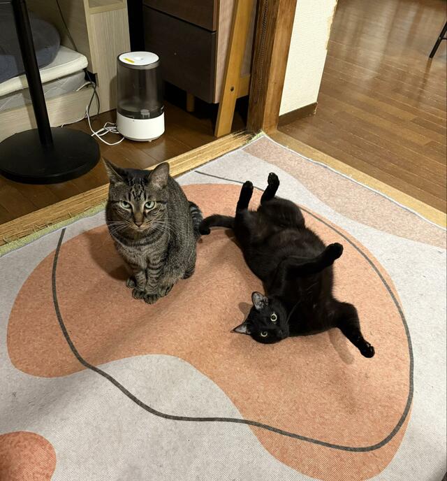 「そんなに再現する！？」仲良く並ぶ2匹の猫　1日後…再現度が高い2匹に笑ってしまう